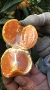 うんまい！☆完熟ゆら早生☆