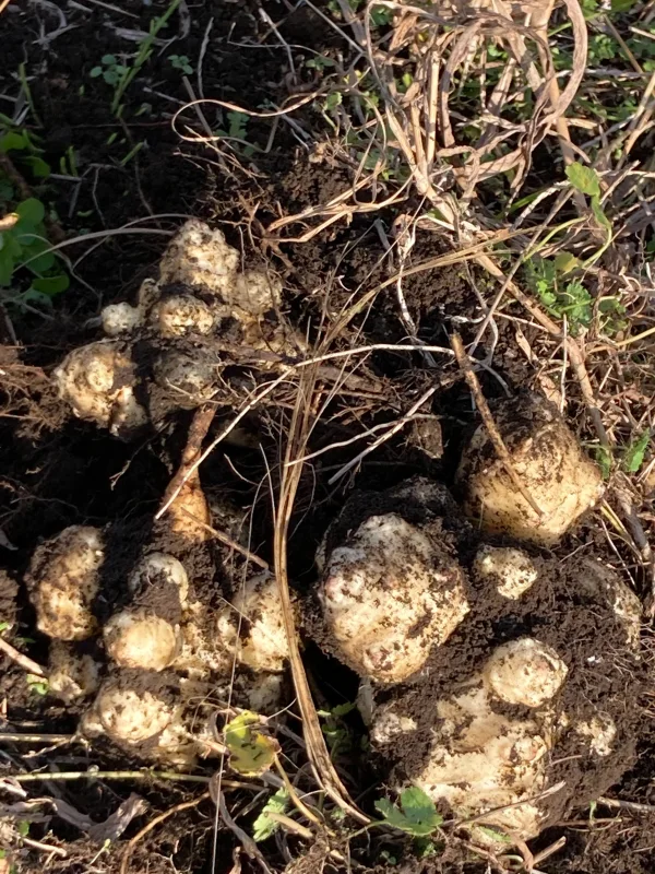 菊芋10kg 桜島の大自然 無農薬無肥料除草剤不使用｜野菜の商品詳細