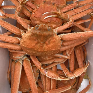 浜茹でオオズワイガニ‼️限定9箱‼️