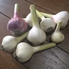 [農薬・化学肥料不使用] 固定種玉ねぎ3㌔　赤玉ねぎ1.7㌔ニンニク0.5㌔