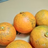 【農薬不使用】無農薬ダイダイ、橙、だいだいポン酢などの加工用