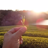 おまけ付♡上質茶葉を浅炒り・手炒りほうじ茶琥珀（185g)農薬不使用お茶