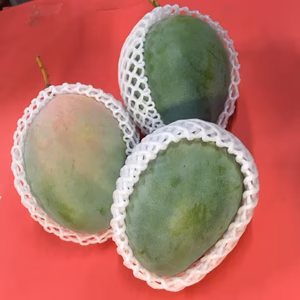 マンゴーの王様　☆キーツ☆　約2キロ（２～３玉）