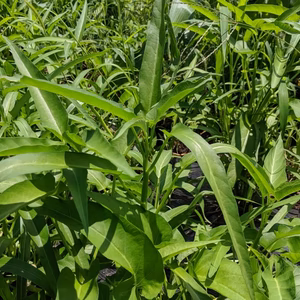 【数量限定！】固定種のタネで栽培した空芯菜【肥料＆農薬不使用】