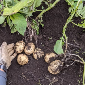 「ほほほ」の有機ジャガイモ！