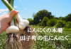 訳あり土付き「生にんにく」【たくさん食べたい人向け】6月中旬以降お届け