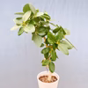 【在庫販売】　フィカス　ゴムの木　ベンガレンシス　曲り　インテリアグリーン