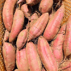 ※1月21日で終了【土付き】ねっとり甘い！熟成べにはるか　土付き