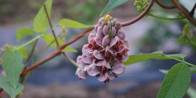 咲き始めたアピオスの花と、ただの草取りの話