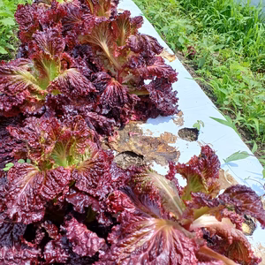 サラバ！梅雨疲れ！赤レタス3株～農薬/化学肥料・不使用