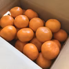 ビッグな大玉！だけど美味しい！木成り完熟早生みかん