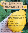 ★天草レモン★訳ありお値下げBOX★