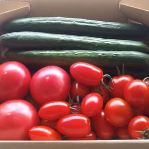 トマト３種ときゅうり