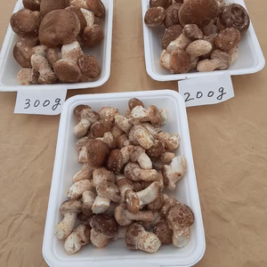 採りたて！プリプリ食感の芽欠き椎茸　注文受付23日朝7時まで