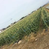 HIPHOP農家が作るゴールドラッシュ(6月上旬出荷)