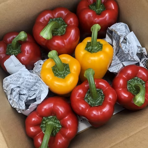 丸かじり！！お茶肥料で濃い味！完熟「和ぷりか」