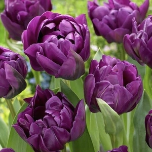 【長持ち生花！】紫のチューリップ！春を一足早くお届け！【新潟五泉産】