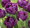 【長持ち生花！】紫のチューリップ！春を一足早くお届け！【新潟五泉産】