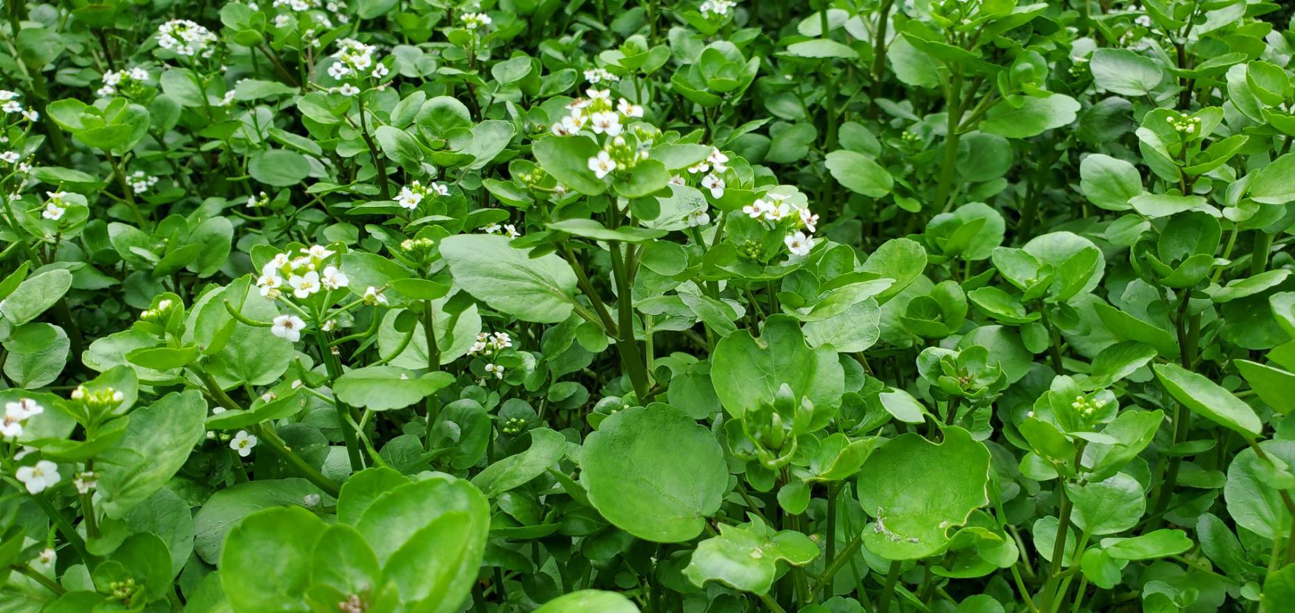 クレソンの通販・お取り寄せ商品｜野菜｜ポケットマルシェ｜産地