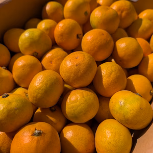 みかん農家がお届け!!コロコロサイズのゆら早生(箱込み5kg)