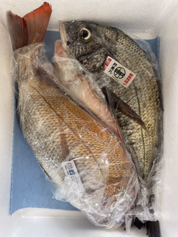 【瀬戸内海】訳ありボックス