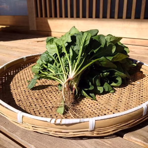 農薬化学肥料不使用　ほうれん草　１kg