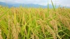 安曇野大地の有機JAS認定米～白鳥達もお手伝い（玄米＆精白米のセット）