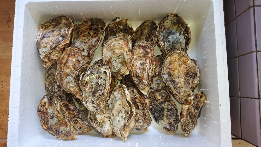 今が旬✨広島県音戸産加熱用殻付き牡蠣