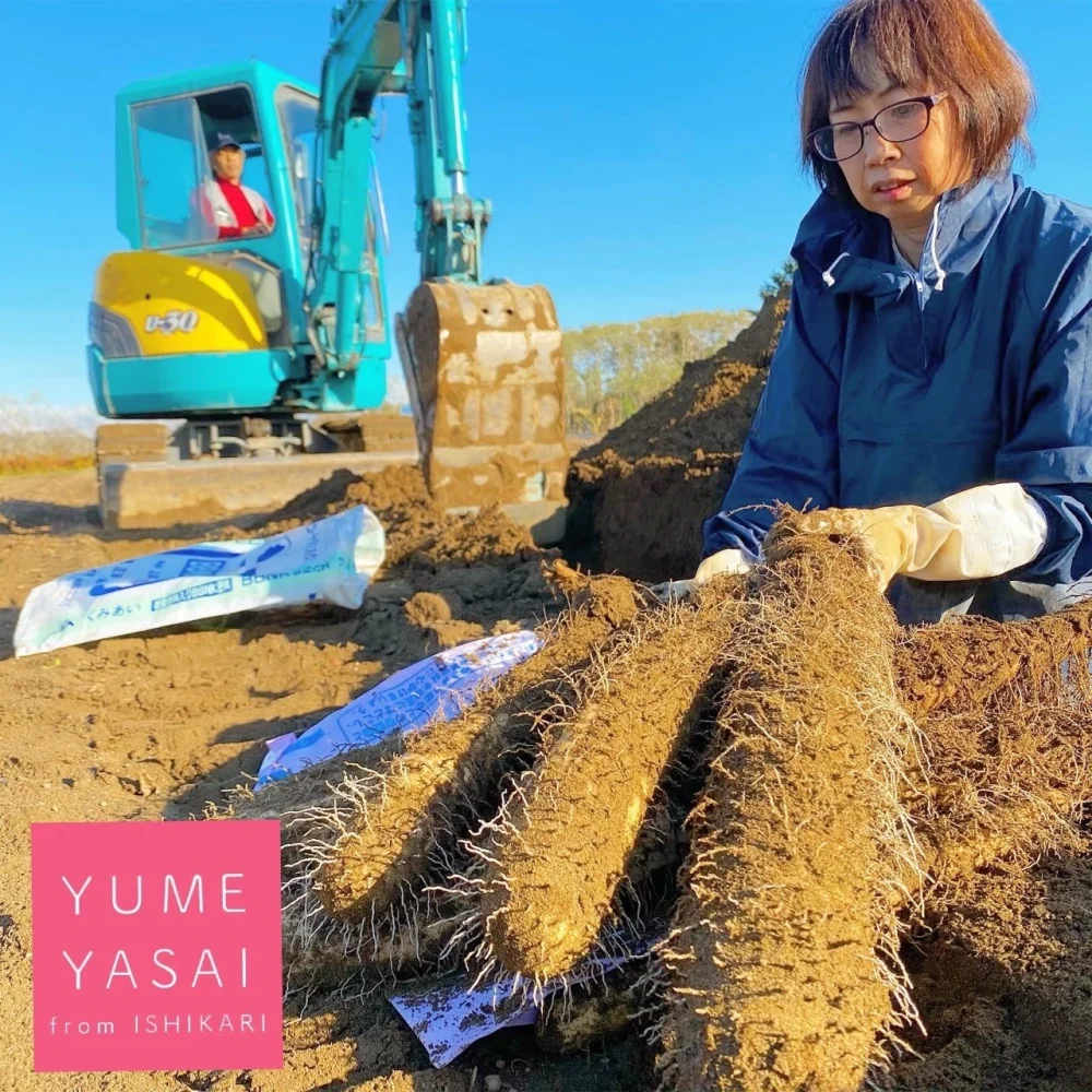 ゆめとろろ(太め)【粘りが強い!!】北海道産 掘りたて長いも