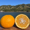4種の柑橘食べ比べセット　箱込み4kg　栽培期間中農薬不使用 