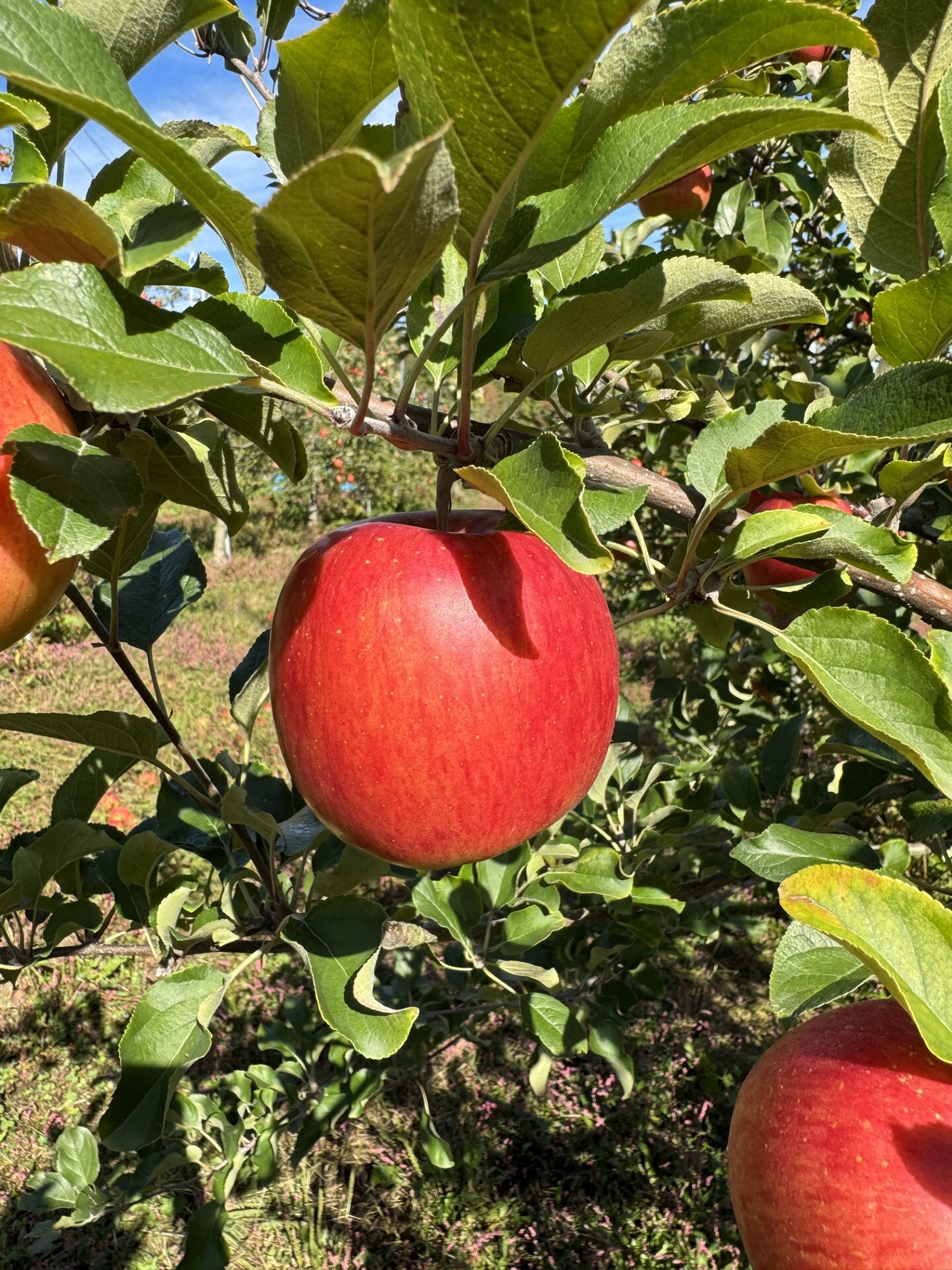 岩手県盛岡市産 田村ふぁーむの家庭用『シナノスイート』 シナノスイート家庭用3kg8-12玉