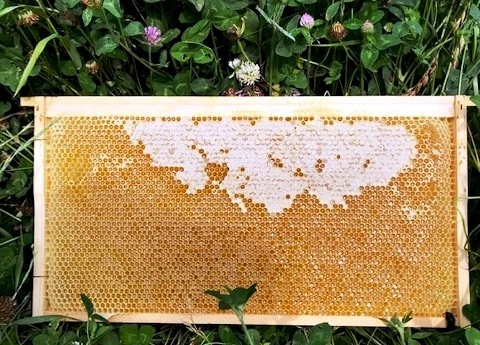 2023年採蜜した非加熱のはちみつ300ｇ2本セット瓶詰タイプ｜蜂蜜の商品