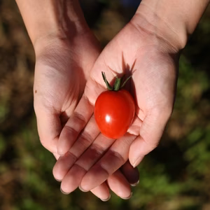露地栽培 信州産のアイコ