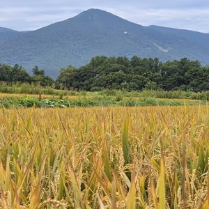 令和7年北海道産米「ななつぼし」