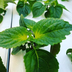 飛騨高山野菜『おおごっつぉ』青シソ