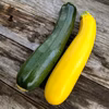 【自然栽培】ズッキーニ＋きゅうり 固定種セット★農薬・肥料不使用