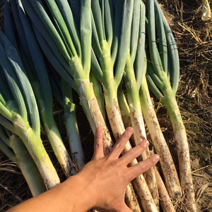 極太！激甘！「とろねぎ」
