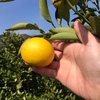 【熱海産♨農薬不使用】《小粒優先！》ニューサマーオレンジ 約2kg