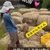無農薬・無肥料な岡本野菜のやしい味のナス１０本（傷ありが混ざる訳あり値下げ商品）