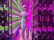 植物工場産 栽培期間中農薬不使用 ３色レタスセット 農家漁師から産地直送の通販 ポケットマルシェ