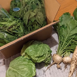 　春の採れたて野菜詰め合わせ！第2幕