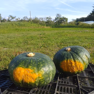 ★北海道産★化学農薬不使用カボチャ：栗カボチャおまかせ2個セット