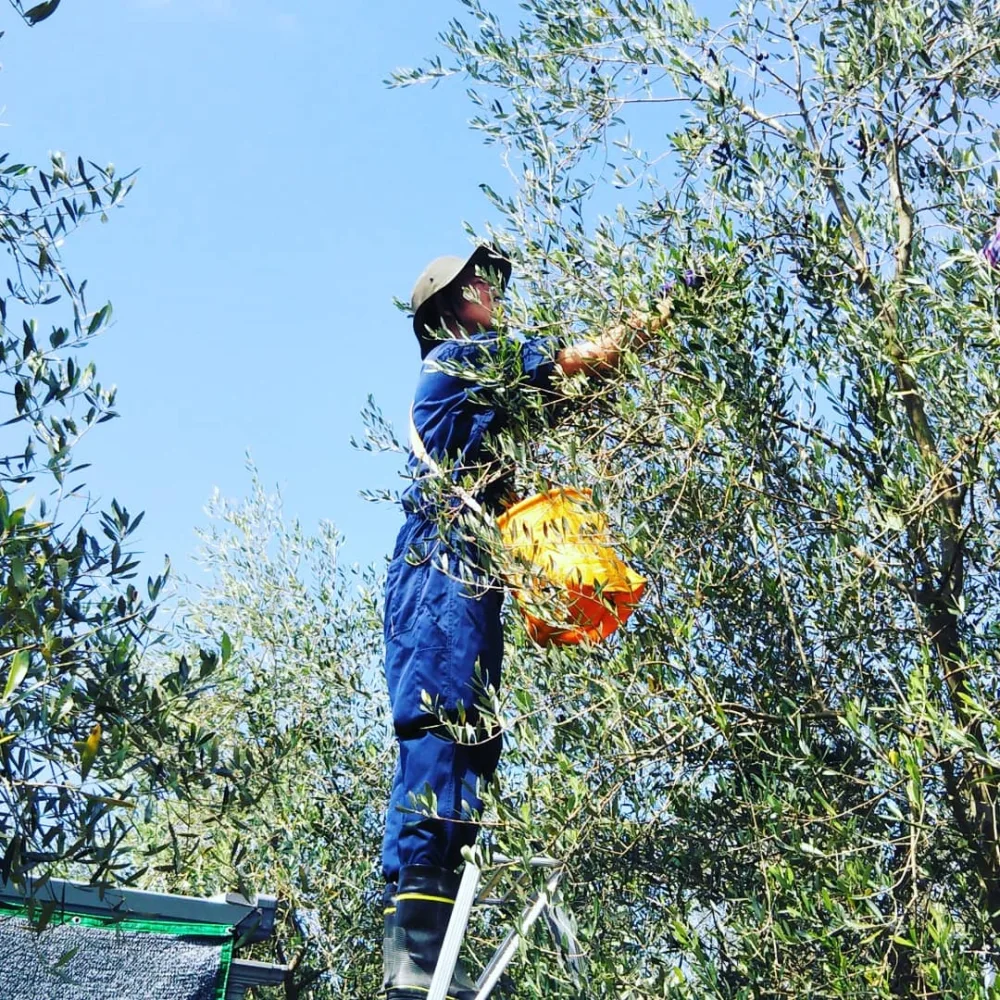 熊本県荒尾産オリーブオイル使用の玉ねぎドレッシング　和風