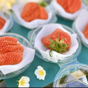 [希少な一粒目！]特大ジャンボ「やよいひめ」贈答箱 6粒 味にこだわって土耕栽培