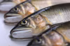 【１５％割引】【天然鮎】北関東の清流 那珂川産（22尾約590g）