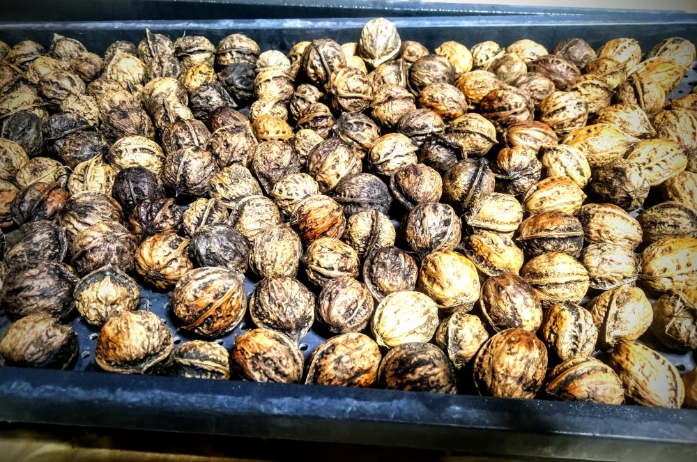 鬼クルミ500ｇ＋姫クルミ500ｇ食べ比べセット