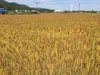 令和4年度産　美馬市産強力粉キタノカオリ1.5kg