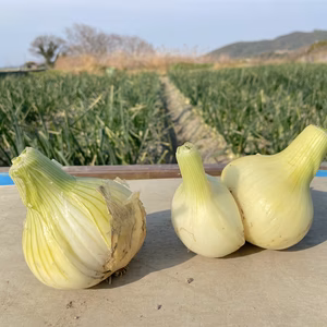 《数量限定！お買い得！》【淡路島産】 甘くて美味しい訳あり玉ねぎ 