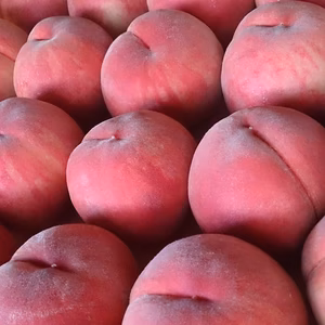 ☆7月中下旬発送『あかつき』5kg箱使用(10~18玉)甘くてジューシー！クール