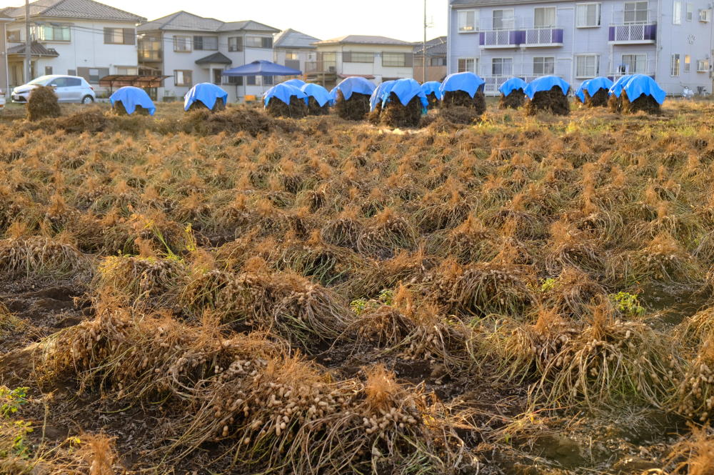 落花生ぼっちを作りに 千葉県八街市の小山さんの畑に行ってきたよ 農家漁師から産地直送の通販 ポケットマルシェ